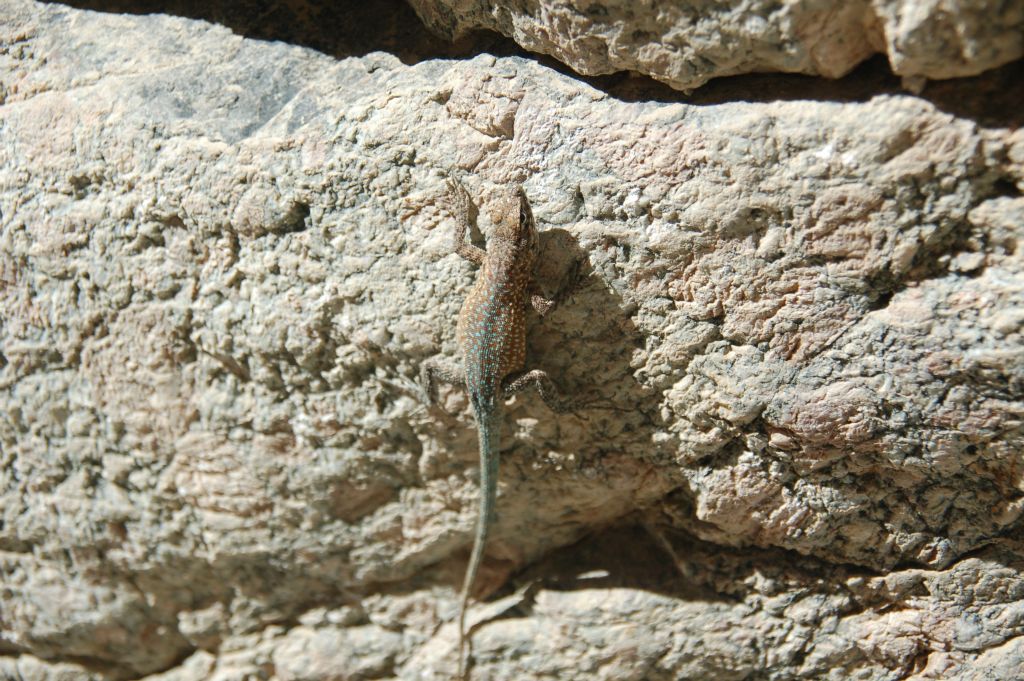 A lizard scrambled up the wall as we passed and looked for a hiding spot: